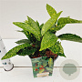 Aucuba jap. 'Variegata' 20-30 cm 2,5L