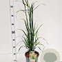 Calamagrostis acut. 'Karl Foerster' 50-60 cm 4,0L
