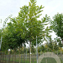 Carya illinoinensis 'Peruque' 30 cm 10L