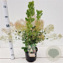 Cotinus cog. 'Young Lady' 30-40 cm 3,0L
