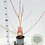 Cornus sang. 'Midwinter Fire' 20-30 cm 2,5L