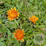 Crepis aurea 125-150 cm wortelgoed