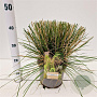 Deschampsia cesp. 'Palava' 40-60 cm 4,0L