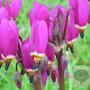 Dodecatheon pulchellum 'Red Wings' GM P9
