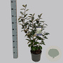 Elaeagnus ebbingei 40-50 cm 3,0L