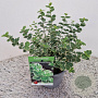 Euonymus fort. 'Emerald Gaiety' 20-25 cm C1.5