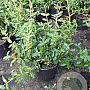 Euonymus fort. 'Sunspot' 20-25 cm C1.5