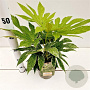 Fatsia japonica 'Spider's Web' 20-25 cm 2,0L