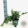 Hedera hib. 'Arbori Compact' 20-25 cm 2,0L