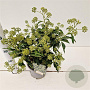 Hedera hel. 'Zorgvlied' 20-30 cm 2,5L