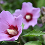 Hibiscus syr. 'Mauve Queen' 100-125 cm 25L