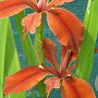 Iris fulva GM P9 leverbaar