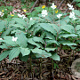 Maianthemum japonicum GM P9