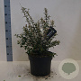 Osmanthus burkwoodii 40-60 cm 10L