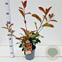 Photinia fraseri 'Red Robin' 40-50 cm 2,5L