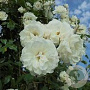 Rosa (K) 'Climbing Schneewittchen' 150-175 cm vierkant rond 5,5L