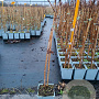 Rubus idaeus 'Autumn First' 50-60 cm C1.5