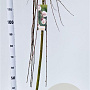 Salix caprea 'Kilmarnock' 150 cm stam 7,5L