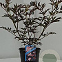 Sambucus nigra Black Lace 25-30 cm 3,0L