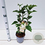 Syringa v. 'Mme Florent Stepman' 30-40 cm 2,5L