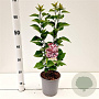 Syringa v. 'Katherine Havemeyer' 30-40 cm 2,5L