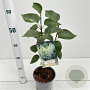 Syringa v. 'Primrose' 30-40 cm 2,5L