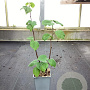 Tilia platyphyllos 50-60 cm C1.5