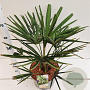 Trachycarpus fortunei 40-50 cm 10L