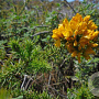 Ulex minor 60-80 cm wortelgoed
