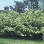 Viburnum lentago 40-50 cm 2,0L