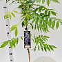 Wisteria sinensis 100-125 cm rozenpot 2L