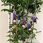Wisteria sinensis 'Prolific' 100-125 cm rozenpot 2L