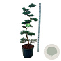 Juniperus virg. 'Grey Owl' 125-150 cm 4,0L