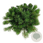 Pinus mugo mugo 30-40 cm 6,5L