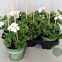 Pelargonium peltatum Blanche Roche (White) GM P12