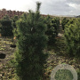 Pinus sylvestris 150-175 cm draadkluit