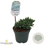 Juniperus squamata 'Blue Star' 15-20 cm 2,0L