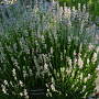 Lavandula angustifolia 'Hidcote Pink' GM P9