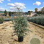 Eucalyptus gunnii Azura 50-70 cm 12L