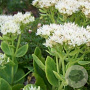 Sedum spectabile 'Stardust' GM P9