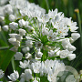 Allium neapolitanum GM P9