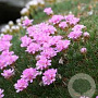 Armeria jun. 'Sugar Baby' GM P9