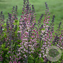 Baptisia 'Pink Truffles' GM P9