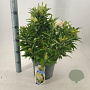 Buddleja d. B. Candy Little White 30-40 cm 5,0L