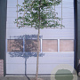 Carpinus betulus 18-20 HO draadkluit 200 cm stam LEIVORM