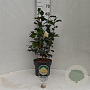 Camellia j. 'Brushfield's Yellow' 60-80 cm 5,0L