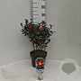Camellia sasanqua 40-50 cm 5,0L