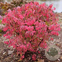 Euonymus alat. Unforgettable Fire 30-40 cm 5,0L struik