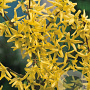 Forsythia int. 'Flojor' 25-30 cm 2,0L vierkant