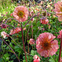 Geum 'East of Eden' GM P9
